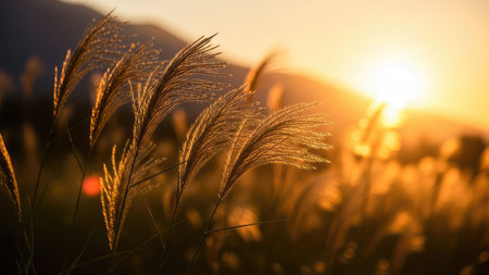 Beautiful grass flower with sunset in the background. Selective focus.の素材