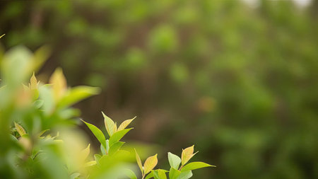 Green leaves on blurred nature background with bokeh and copy space.の素材
