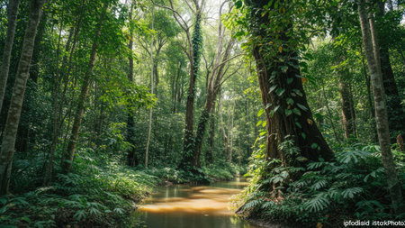 Tropical rainforest with small river and green trees in Thailandの素材