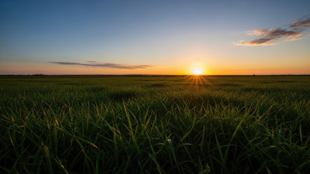 Sunset over the green rice field in summer. Landscape.の素材