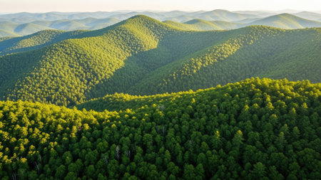Aerial view of green hills and coniferous forest at sunsetの素材