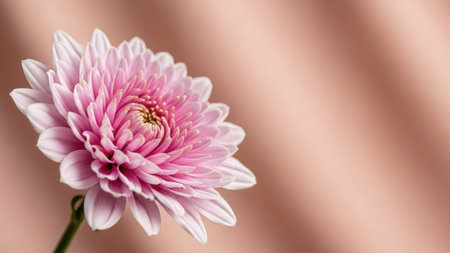 Pink chrysanthemum flower on a pink background close upの素材