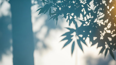 Silhouette of bamboo leaves in the morning light with copy spaceの素材