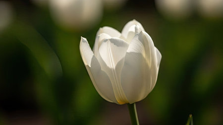 Tulip. Beautiful bouquet of tulips. colorful tulips. tulips in spring,colourful tulipの素材