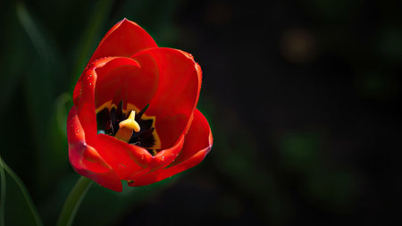 Red tulip with water droplets on petals on black backgroundの素材