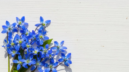 Blue flowers of Scilla siberica on a white wooden backgroundの素材