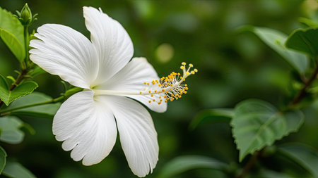White hibiscus flower blooming in the garden, Thailand.の素材