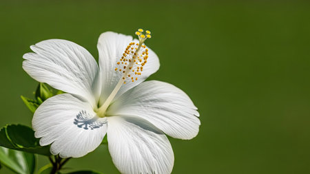 White hibiscus flower on green background with copy space.の素材