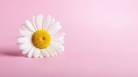 Daisy flower on a pink background with copy space for your textの素材