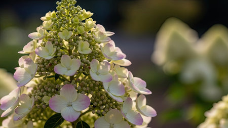 White and pink hydrangea flowers in the garden on a sunny dayの素材