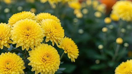 Yellow chrysanthemum flower in the garden, stock photoの素材