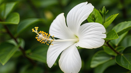 White hibiscus flower with green leaves background, Thailand.の素材
