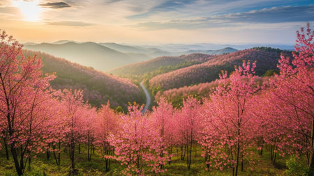 Cherry blossom at Doi Ang Khang, Chiang Mai, Thailandの素材