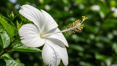 White hibiscus flower in the garden with green leaves backgroundの素材