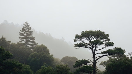 Pine trees in the fog on a foggy morning at Doi Inthanon National Park, Chiang Mai, Thailandの素材