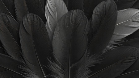 close up of black feathers texture background with copy space for text or imageの素材