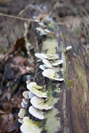 Fallen log with mushrooms growing on itの写真素材