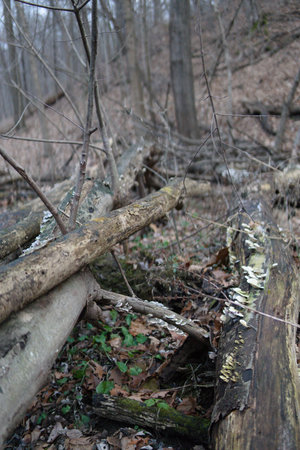 Forest brush logs fallen trees