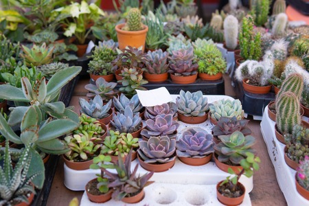 Succulents and cactus for sale at open air street marketの写真素材