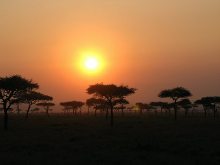 Sunrise at Serengeti acacia woodlandの写真素材