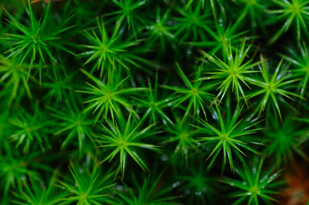 Close-up of Polytrichum commune moss in Hohes venn peatlands, Belgiumの写真素材