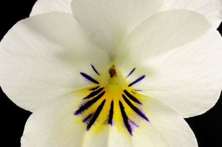 White violet back-lit over black bacgroundの写真素材