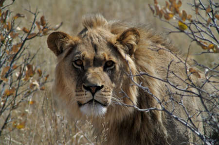 Portrait of a male lion of the kalahariの写真素材