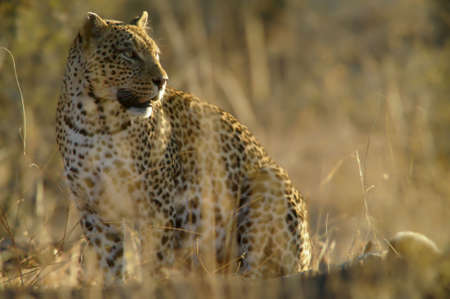 Leopard の写真素材