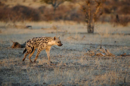 Spotted hyaenaの写真素材