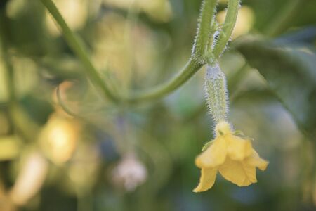 Young fruit of a cucumber with a flower on a green and yellow background of stems and leaves.の写真素材