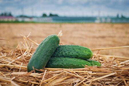 Green fresh fruits of cucumber on wheat straw against the background of the greenhouseの写真素材
