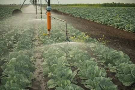 Watering machine on the cabbage fieldの写真素材