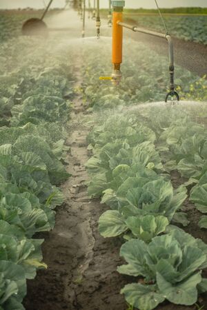 Watering mashine irrigated field of white cabbage. Irrigation machinery working on the field.の写真素材