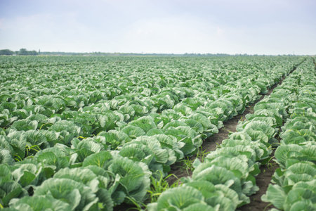 Landscape with field of green cabbageの写真素材