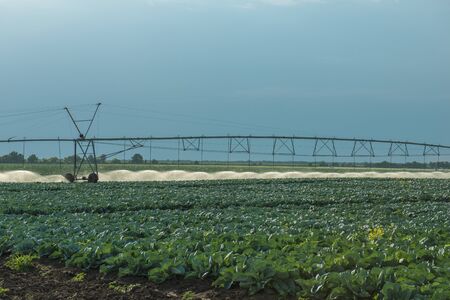 Watering machine on the cabbage fieldの写真素材