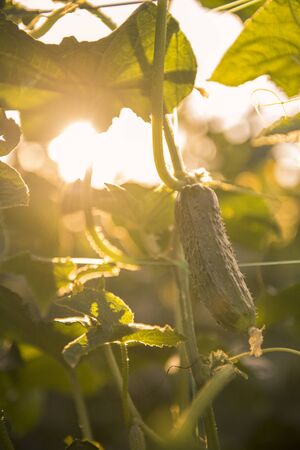 Fruit of cucumber with flower on the plant against the setting sun and leaves on the backgroundの写真素材