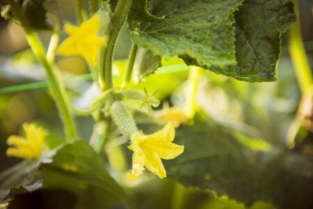 Fruit of cucumber with flower on the plant with leaves on the backgroundの写真素材