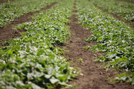 Green cucumber plants with flowers on the fieldの写真素材