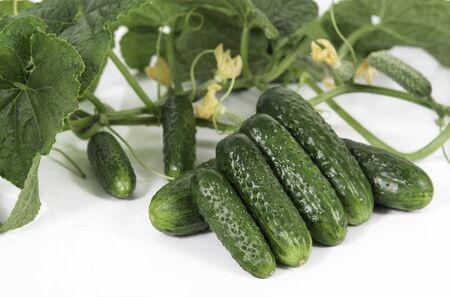 Group of fresh green pickling cucumbers with steems and flowers isolated on white backgroundの写真素材