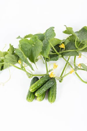 Group of green pickling cucumbers with leaves and flowers on white backgroundの写真素材