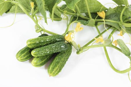 Group of green pickling cucumbers with leaves and flowers on white backgroundの写真素材