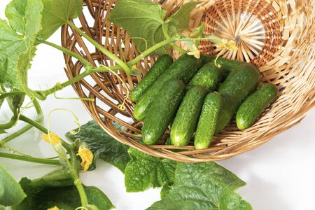 Group of green pickling cucumbers with leaves and flowers in wicker basket on the white backgroundの写真素材