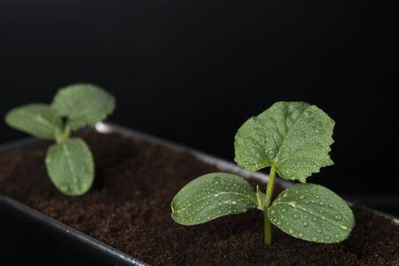 Cucumber seedlings with water drops in the pot filled with peatの写真素材