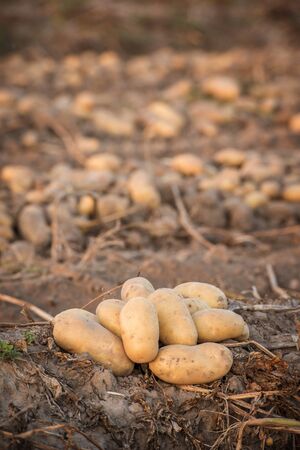 Bunch of white potatoes with the field backgroundの写真素材