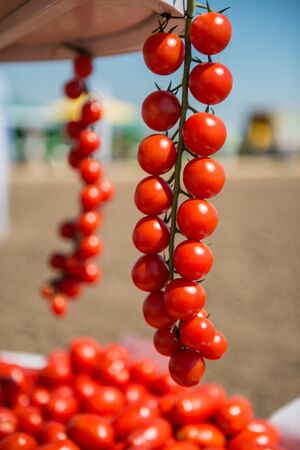 Trusses of tomatoes with the field backgroundの写真素材