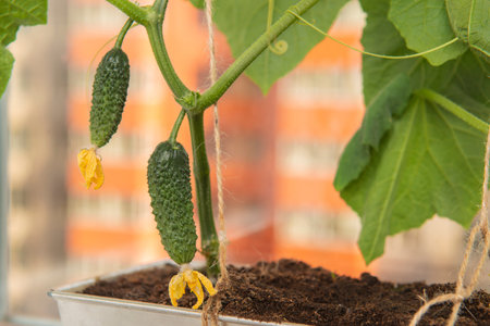 Cucumber plant with young fruits and yellow flowers in front of high-rise building. Home vegetable gardening with city landscape on the background. Stay home vegetables cultivation.の写真素材