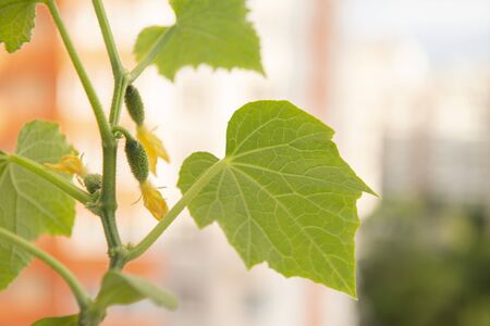 Cucumber plant with young fruits and yellow flowers in front of high-rise building. Home vegetable gardening with city landscape on the background. Stay home vegetables cultivation.の写真素材