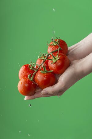 Female hands washing tomatoes on the green saturated background. Concept of the importance of washing vegetables under quarantineの写真素材