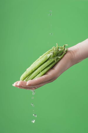Female hands washing green pea beans on the green saturated background. Concept of the importance of washing vegetables under quarantineの写真素材