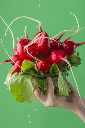 Female hands washing radish on the green saturated background. Concept of the importance of washing vegetables under quarantineの写真素材